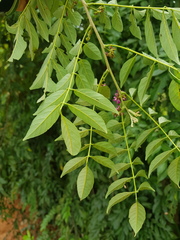 Lonchocarpus parviflorus