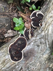 Earliella