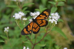 Actinote surima surima