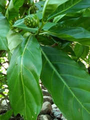Morinda