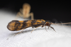 Mystacides interjectus