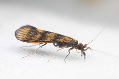 Mystacides interjectus