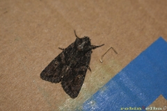 Dryobotodes tenebrosa