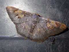 Serratophyga subangulata
