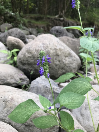 Salvia hispanica, 2021-11-07