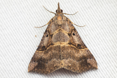 Hypena edictalis