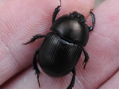 Geotrupes blackburnii
