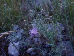 Centaurea paniculata
