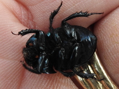 Geotrupes blackburnii