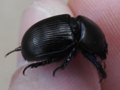 Geotrupes blackburnii