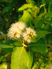 Syzygium guineense