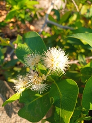 Syzygium guineense