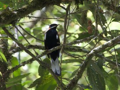 Entomodestes leucotis