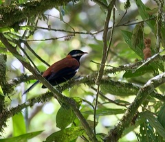 Entomodestes leucotis
