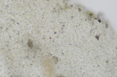 Coccomyxa