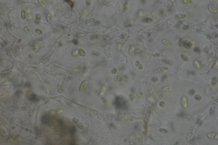Coccomyxa