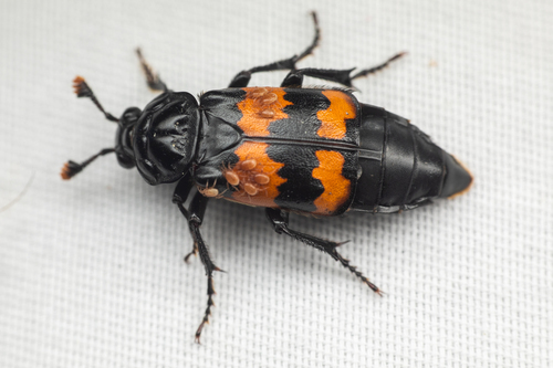 Nicrophorus investigator (Zetterstedt, 1824)