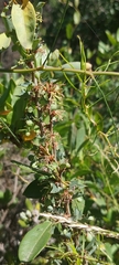Berberis actinacantha