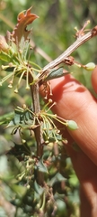 Berberis actinacantha