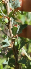Berberis actinacantha