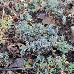 Cladonia symphycarpa