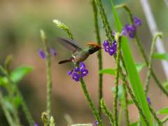 Lophornis stictolophus