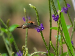 Lophornis stictolophus