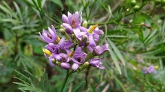 Solanum angustifidum