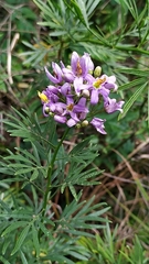 Solanum angustifidum