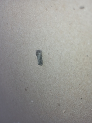 Lepidoptera