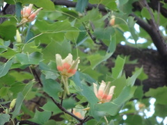 Liriodendron tulipifera