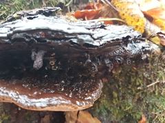 Agathomyia wankowiczii