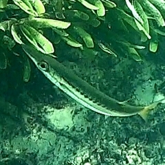 Sphyraena flavicauda