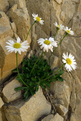 Erigeron garrettii