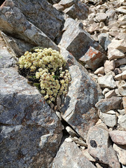Anisotome aromatica