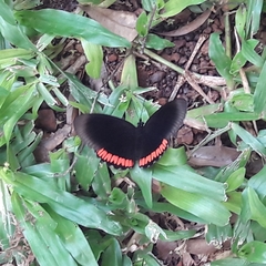 Biblis hyperia nectanabis