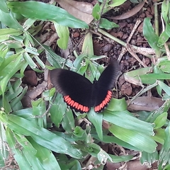 Biblis hyperia nectanabis