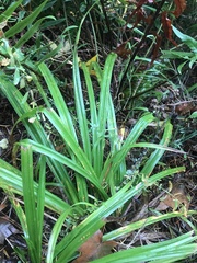 Carex hendersonii