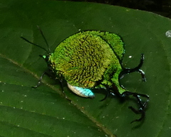 Arcas imperialis