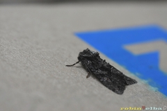 Dryobotodes tenebrosa