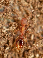 Formicoxenus hirticornis