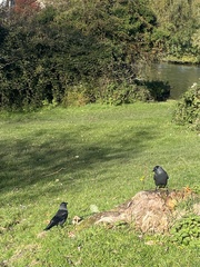 Corvus monedula