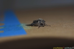 Dryobotodes tenebrosa