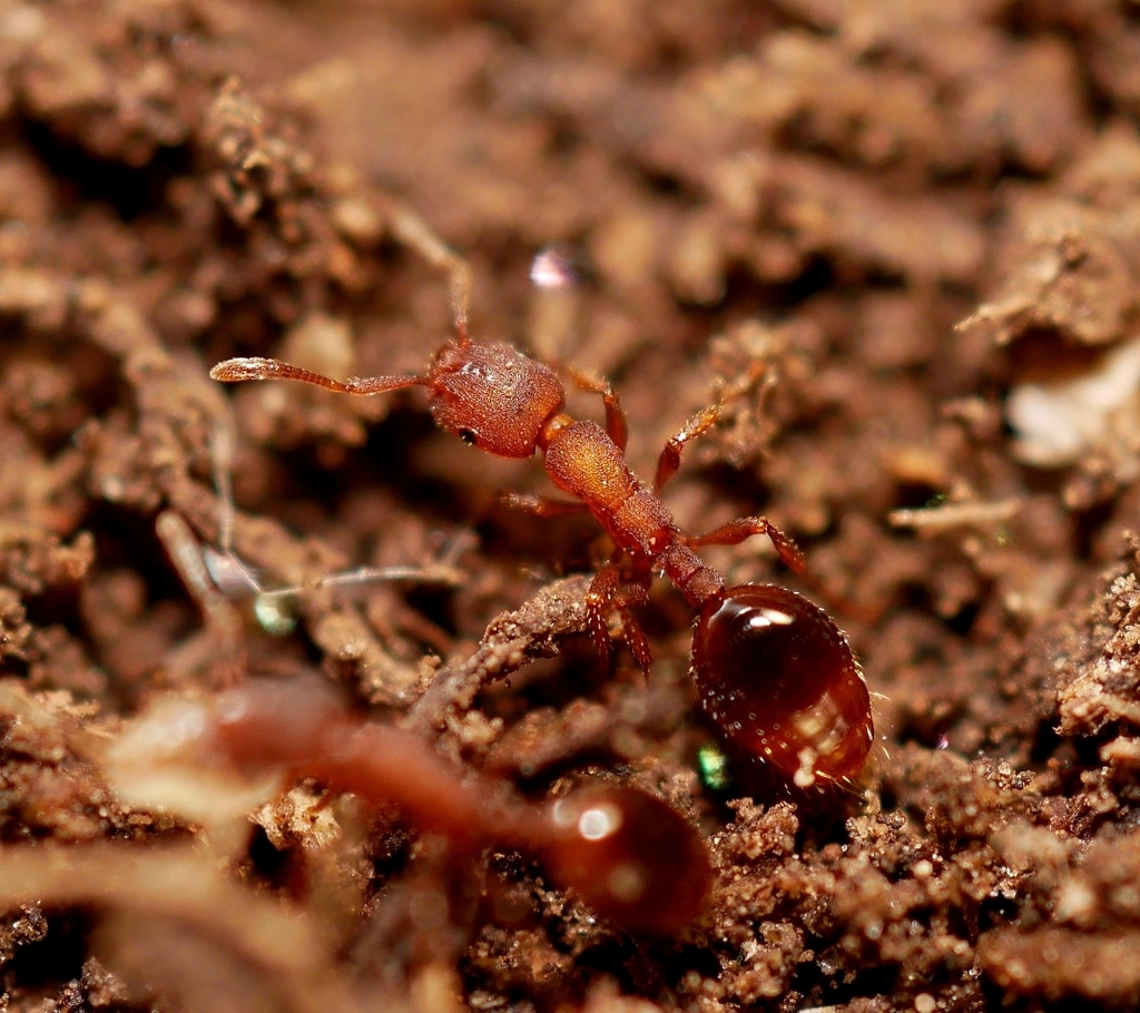 Dogwood Guest Ant