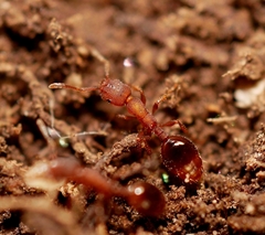 Formicoxenus hirticornis