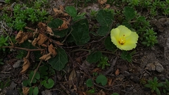 Cienfuegosia sulphurea