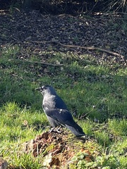 Corvus monedula