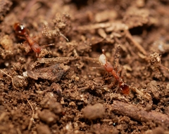 Formicoxenus hirticornis