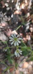 Stellaria