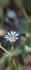 Stellaria